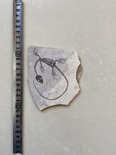 Unique real amphibian vertebra - unique,