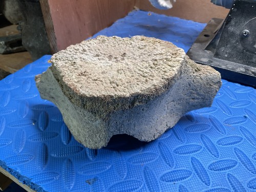 Large whale vertebrae fossil