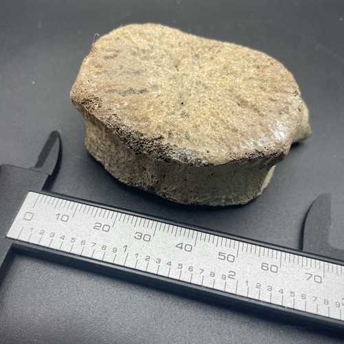 Dolphin backbone fossil - dolphin,