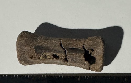 Struthiomimus caudal vertebra - caudal,