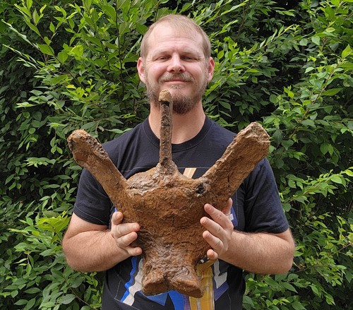 Triceratops vertebrae bone - vertebrae,