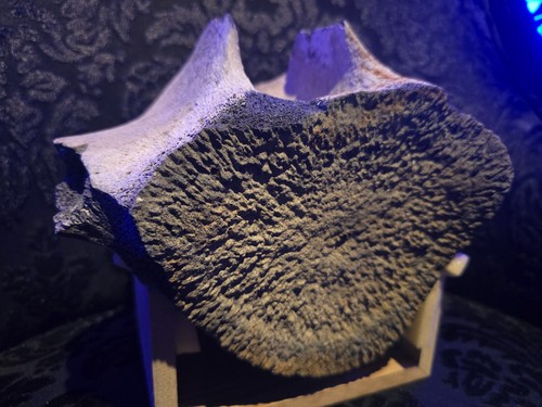 Rare fossil whale vertebra - rare,