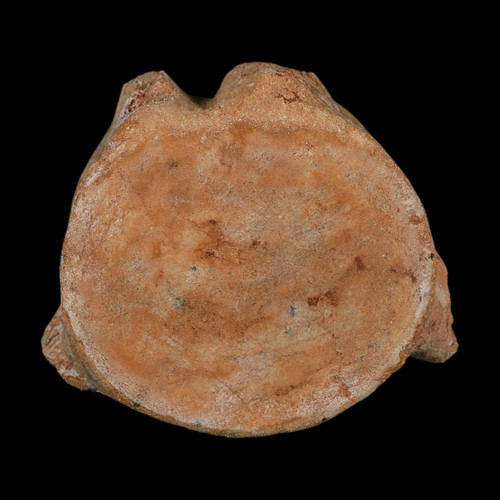 Plesiosaurus fossil - 4.2",