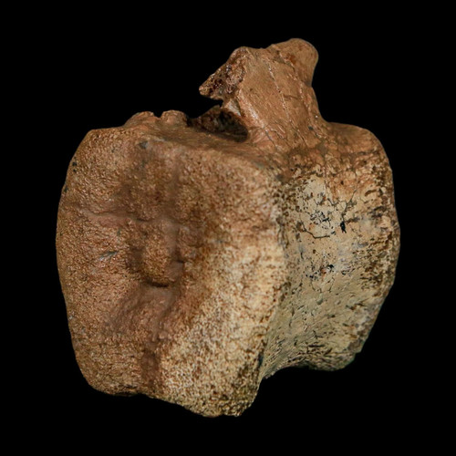 Brachylophosaurus fossil - 1.9",