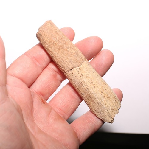 Edmontosaurus vertebra process - edmontosaurus,