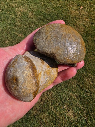 Mosasaur vertebrae condyle - 2,