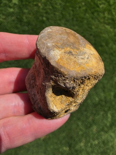 Tiny terminal caudal vertebrae - terminal,
