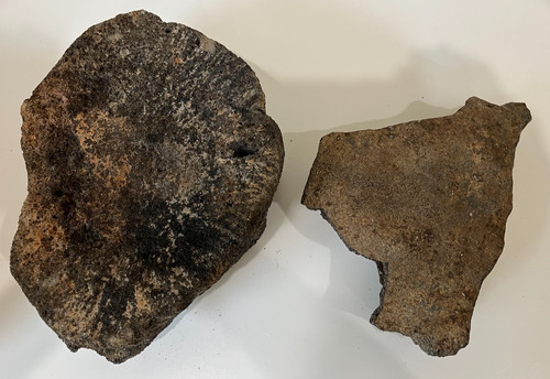 Whale vertebrae fossils 9 - 2, vertebrae's