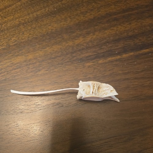 Fish vertebrae long - vertebrae, 4"
