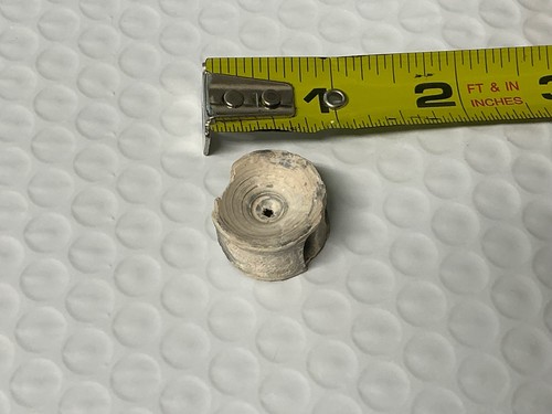 Shark vertebra fossil - vertebra,
