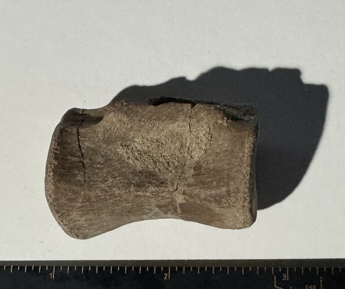 Edmontosaurus caudal vertebra - caudal,