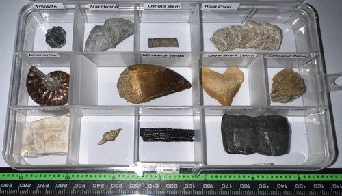 Labeled real fossil lot - labeled,