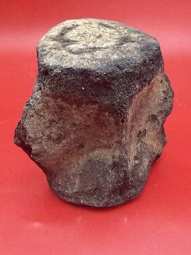 High quality fossil dolphin - quality,