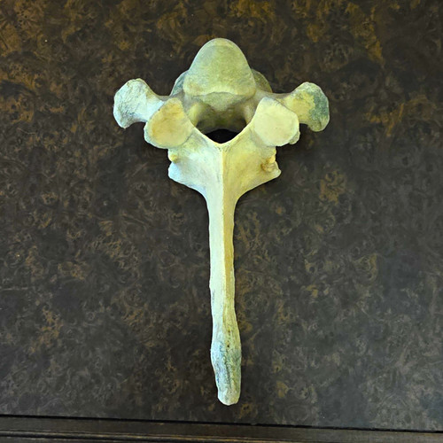 Large cow vertebrae bone - cow,
