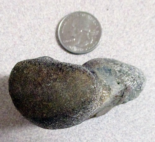 Dinosaur bone mosasaur - dinosaur,